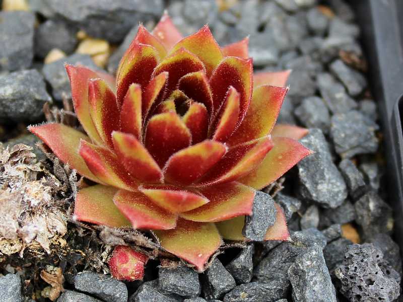 Gloriosum