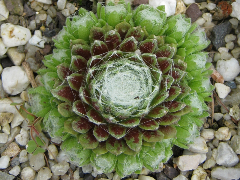 Sternschnuppe