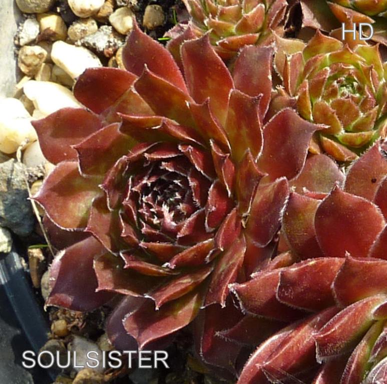 Soulsister