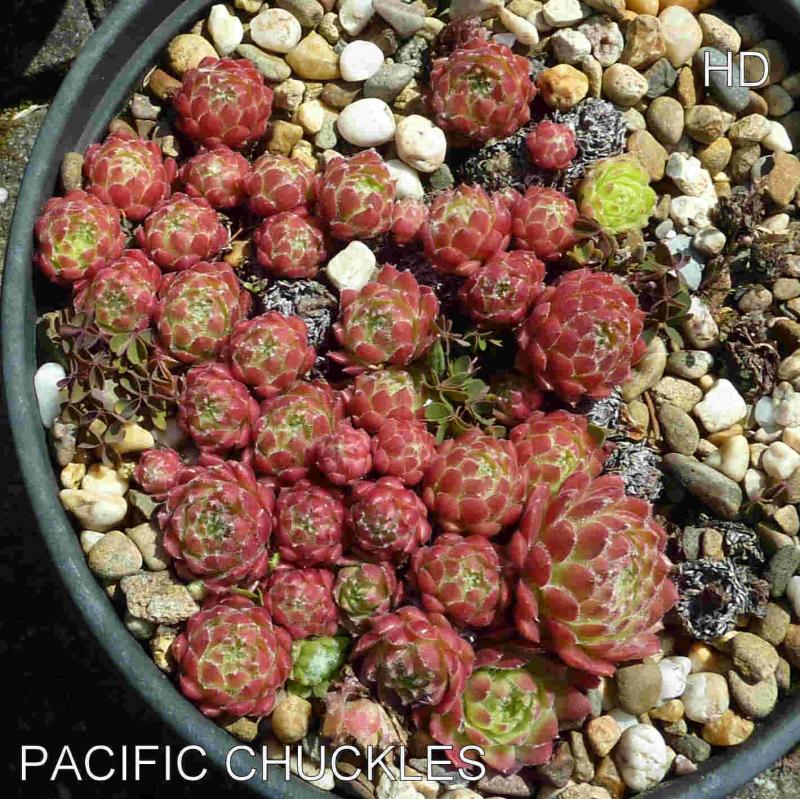 Pacific Chuckles