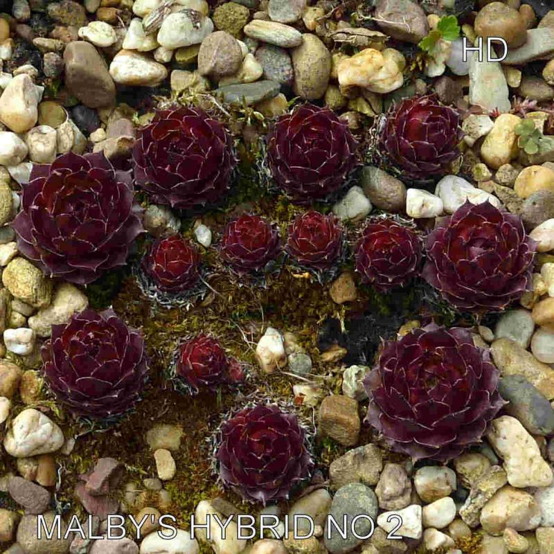Gloriosum