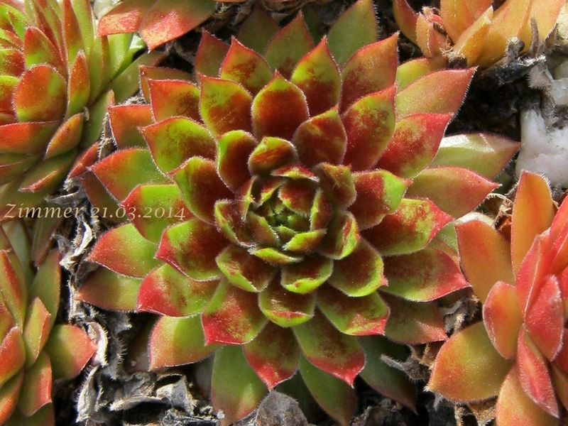 Gloriosum