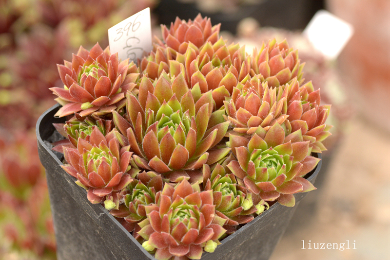 Gloriosum