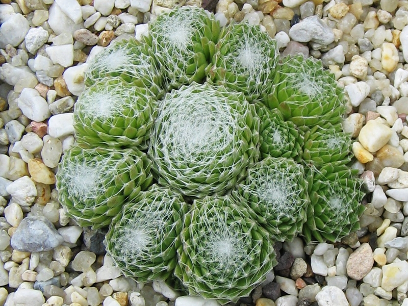 Sternschnuppe