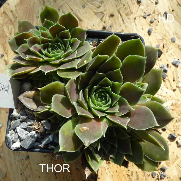 Thor / Jovi