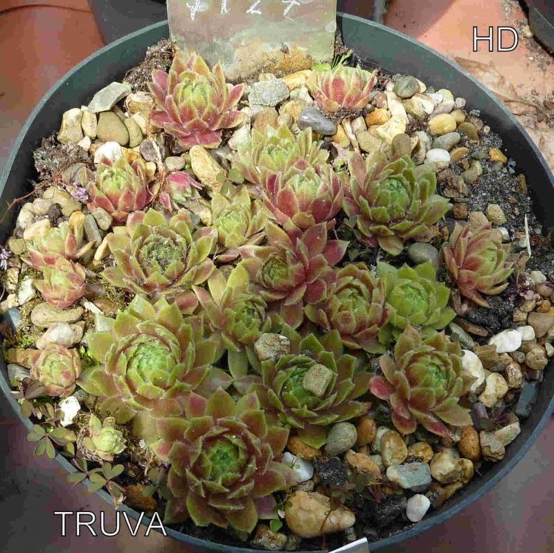 Truva