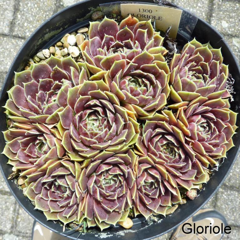 Gloriole / Jovi