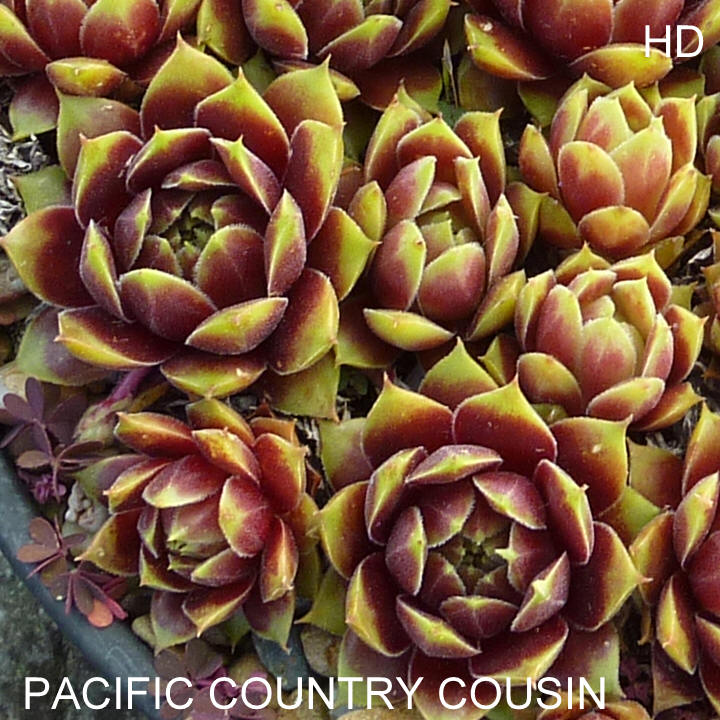 Pacific Country Cousin