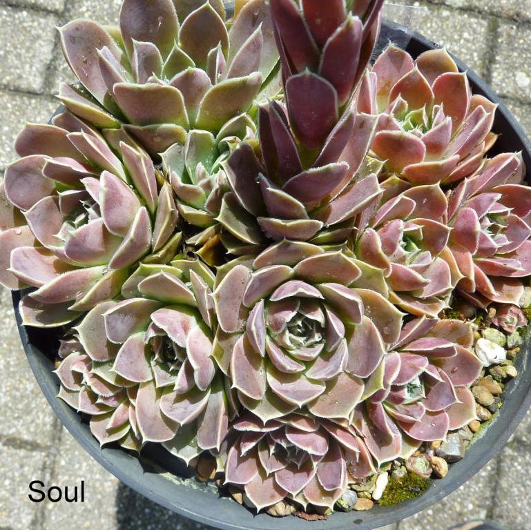 Soul / Jovi