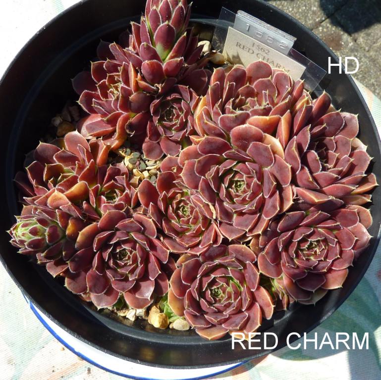 Red Charm / Jovi