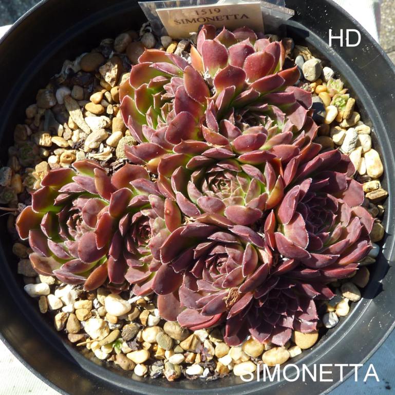 Simonetta / Jovi