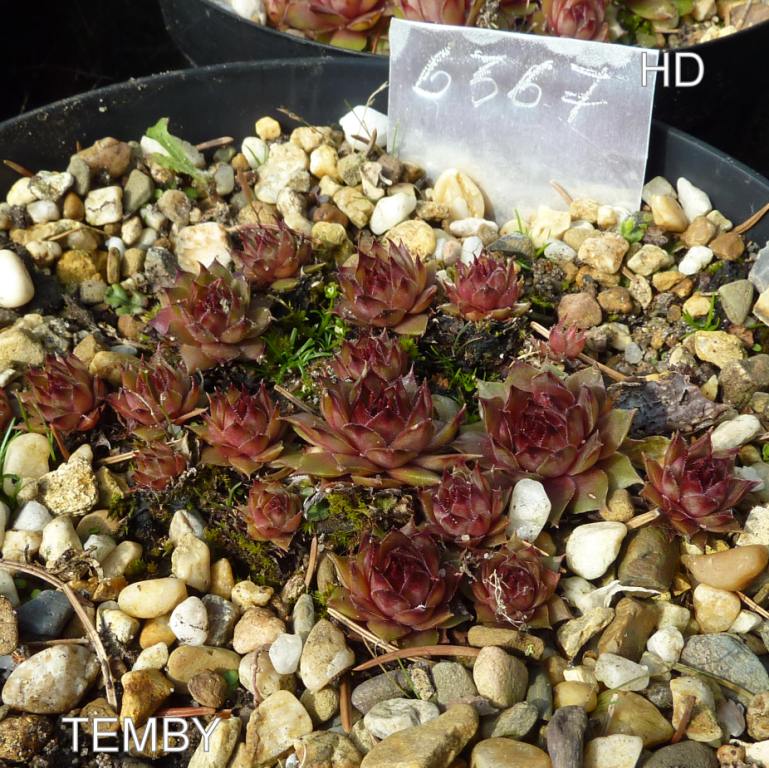 Temby