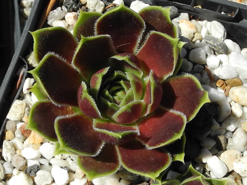 Gloriole / Jovi