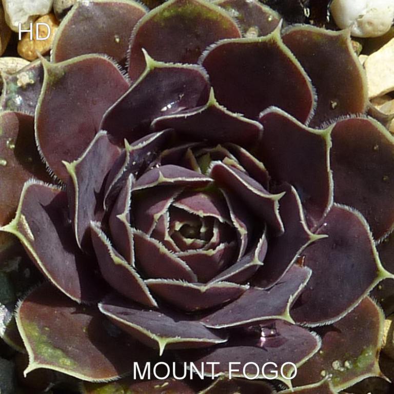 Mount Fogo / Jovi