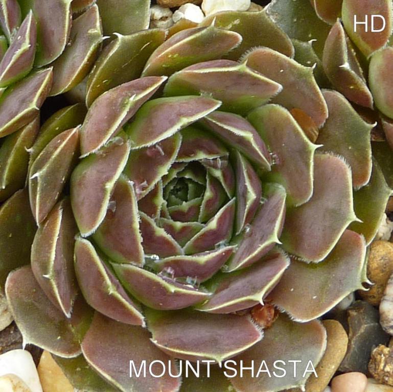 Mount Shasta / Jovi