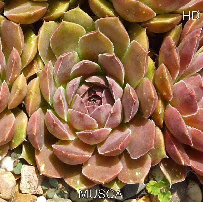 Musca / Jovi