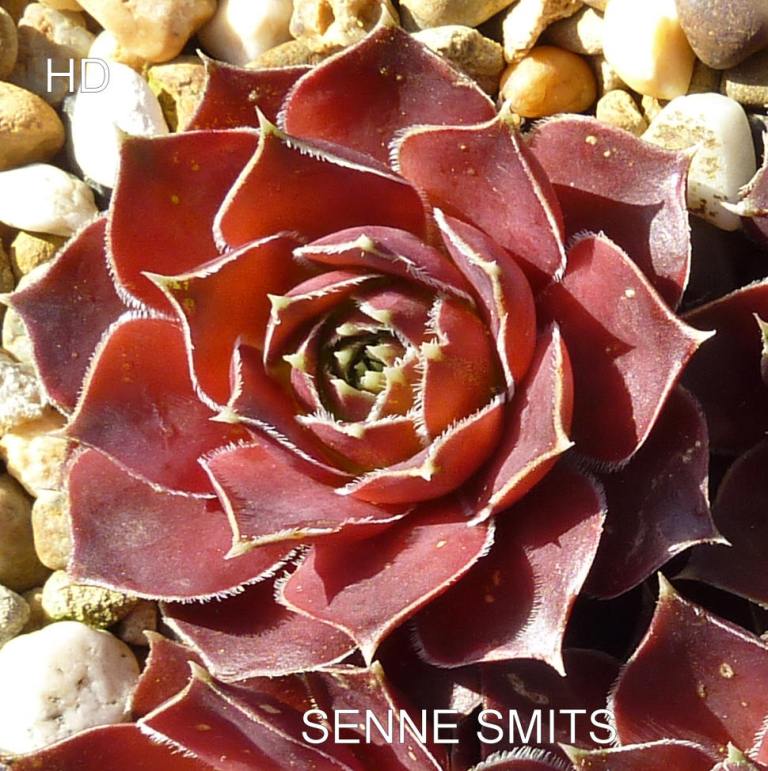 Senne Smits / Jovi ( II )