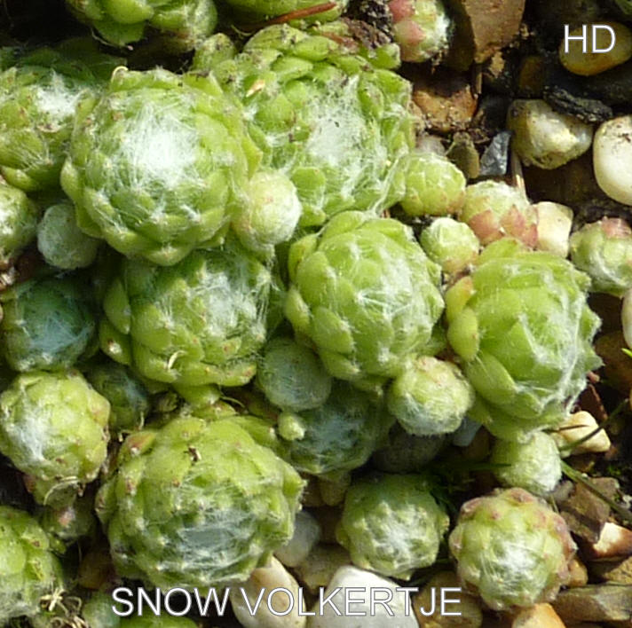 Snow Volkertje