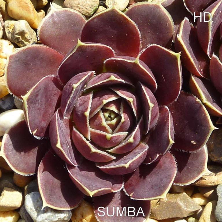 Sumba / Jovi