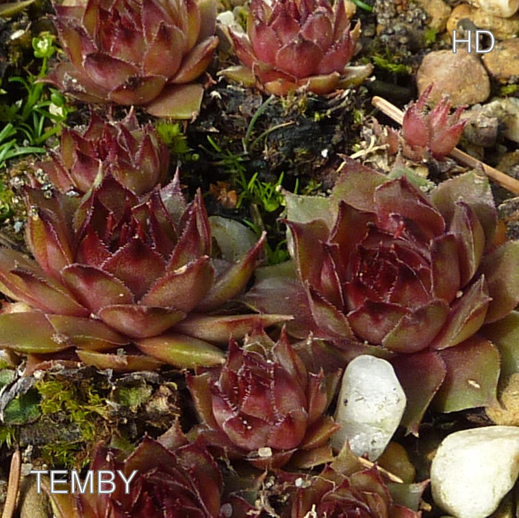 Temby