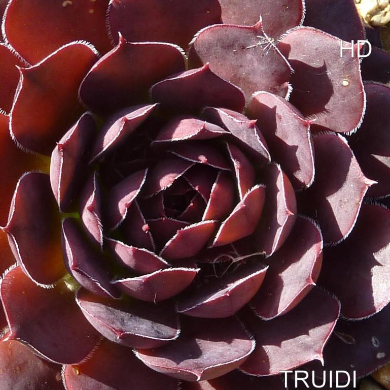Truidi / Jovi