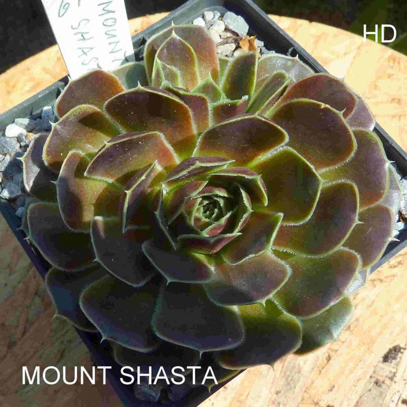 Mount Shasta / Jovi