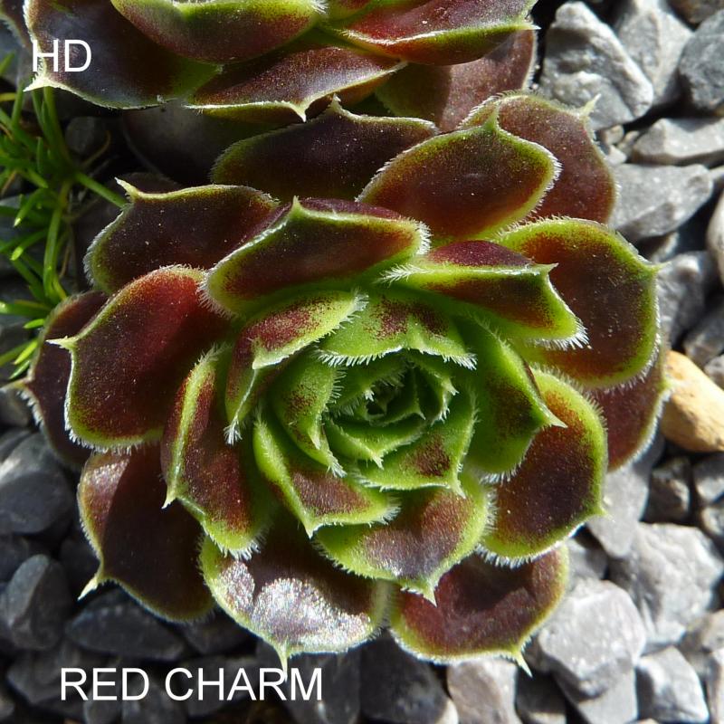 Red Charm / Jovi