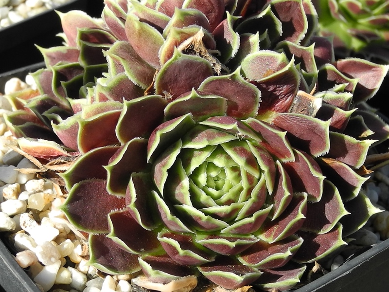 Gloriole / Jovi