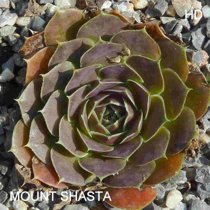 Mount Shasta / Jovi