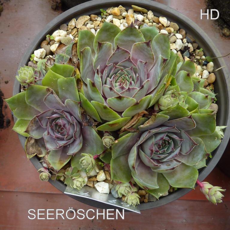 Seeröschen