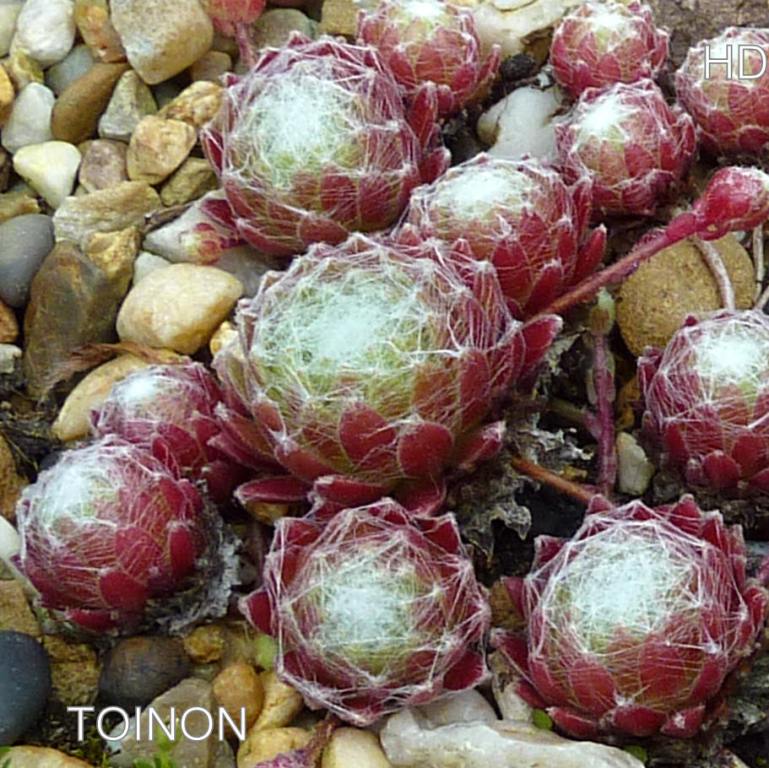 Toinon