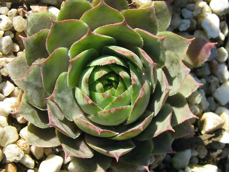 Säntis