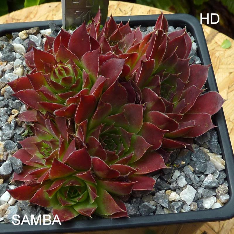 Samba / Jovi
