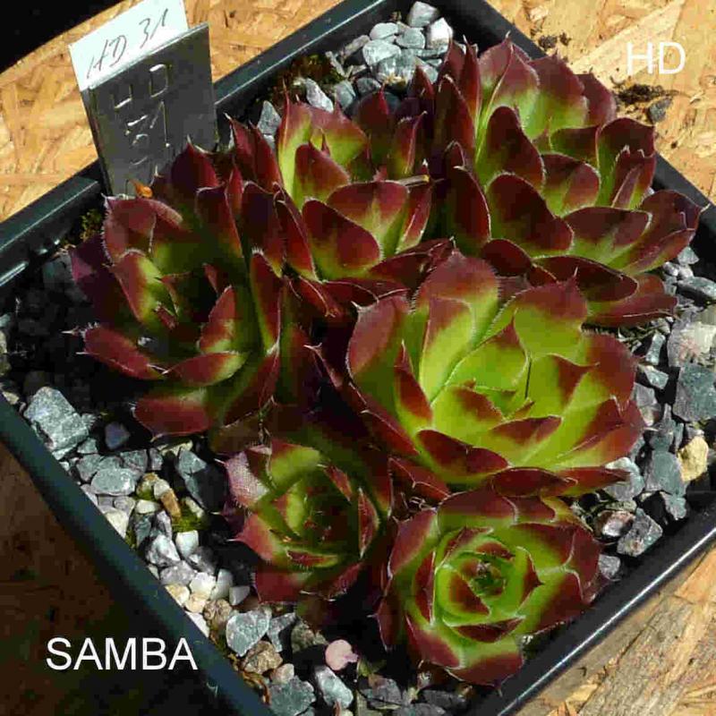Samba / Jovi