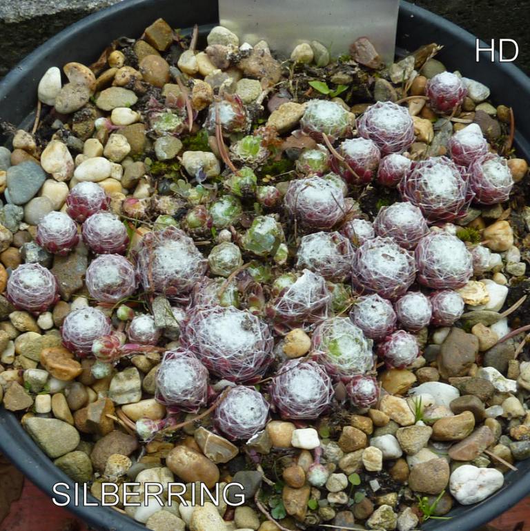 Silberring