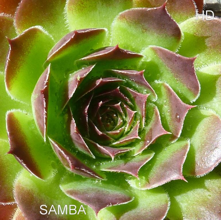 Samba / Jovi