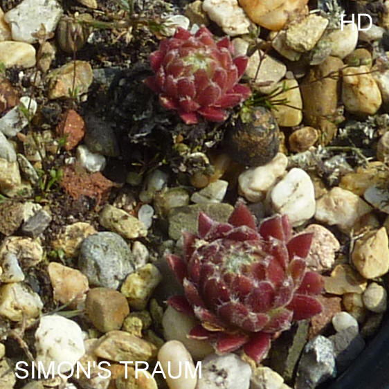 Simon's Traum