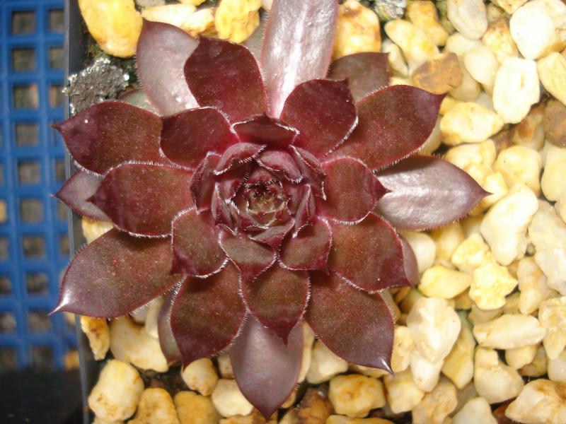 Panchita