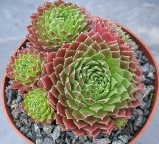 Simon's Traum