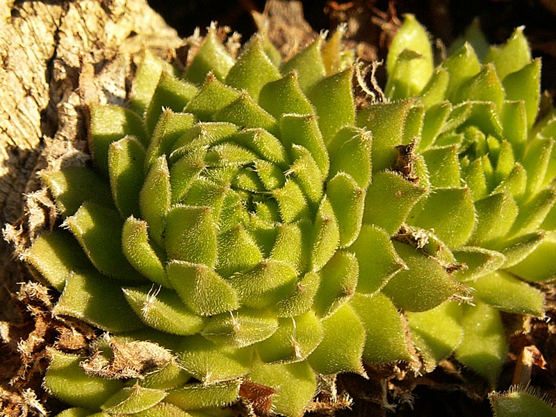 Painted Lady