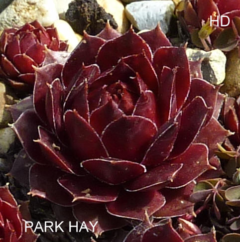 Park Hay