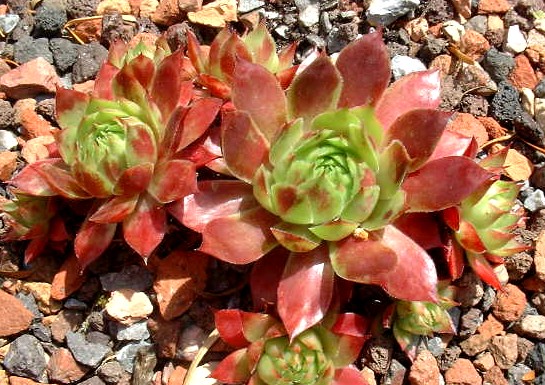 Giant Red