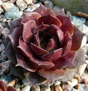 Takajana