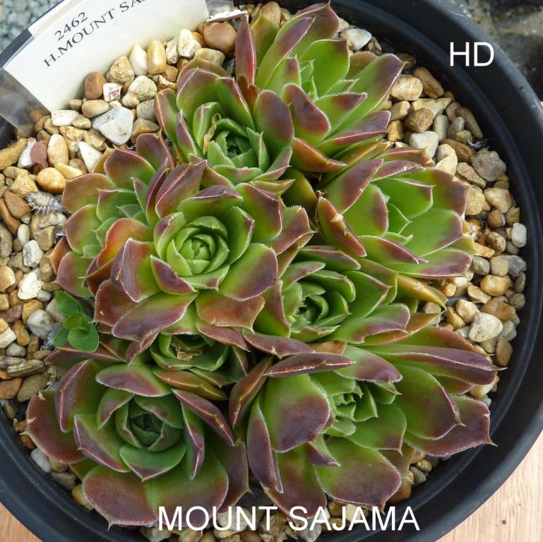 Mount Sajama / Jovi