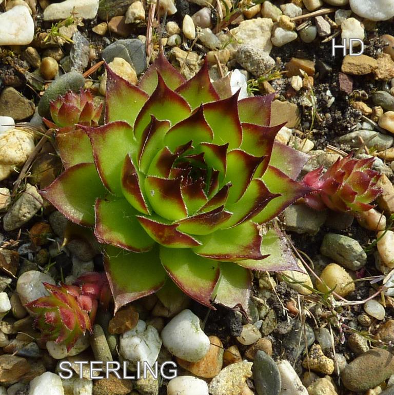 Sterling