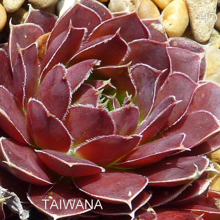Taiwana / Jovi