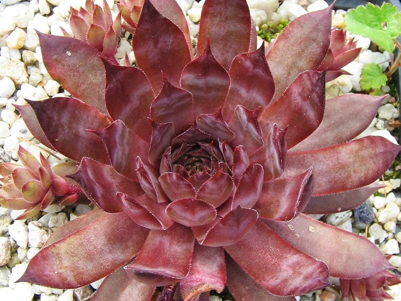 Supernova