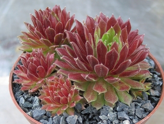 Simon's Traum