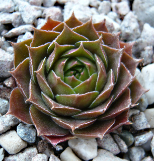 Takajana