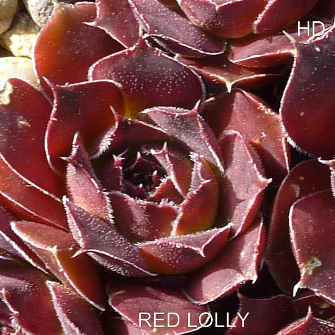 Red Lolly / Jovi